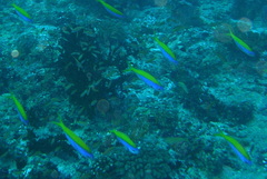 Caesio xanthonota