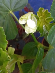 Begonia obliqua
