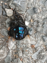 Copestylum violaceum