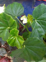 Begonia obliqua