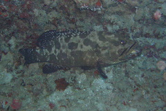 Epinephelus polyphekadion