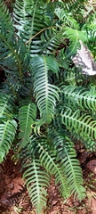 Blechnum nudum