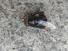 Copestylum violaceum