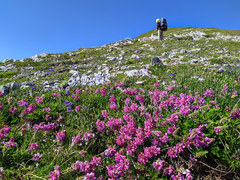 Onobrychis biebersteinii