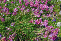 Onobrychis biebersteinii