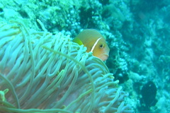 Amphiprion nigripes