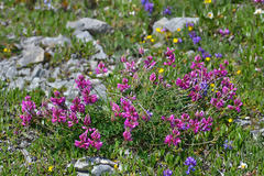 Onobrychis biebersteinii