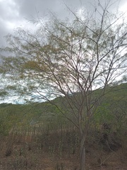 Anadenanthera colubrina cebil