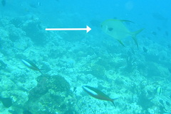Trachinotus blochii