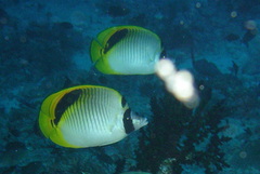 Chaetodon oxycephalus