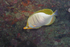 Chaetodon xanthocephalus