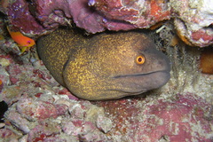 Gymnothorax flavimarginatus