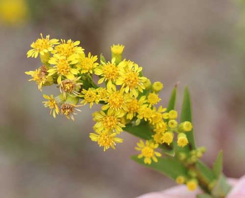 Solidago sempervirens