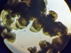 Frullania bolanderi