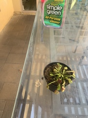 Dionaea