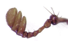 Gnaphalopoda picea