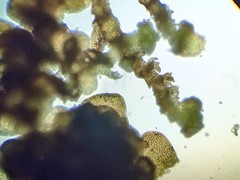 Frullania bolanderi