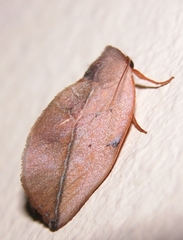 Maschane