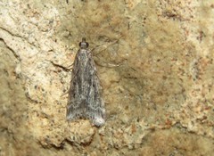 Eudonia angustea