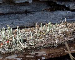 Cladonia deformis