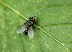 Oestroidea