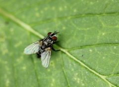 Oestroidea