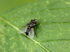 Oestroidea
