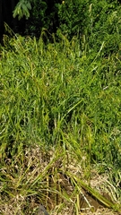 Carex excelsa