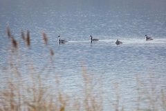 Podiceps cristatus