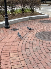 Columba livia domestica