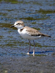 Charadrius collaris