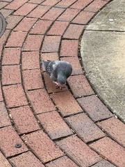 Columba livia domestica