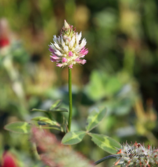 Trifolium vesiculosum