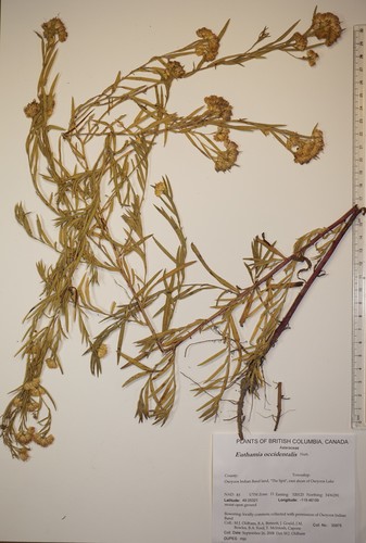 Western goldenrod winter