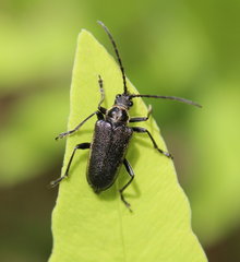 Brachysomida bivittata