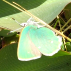 Callophrys viridis