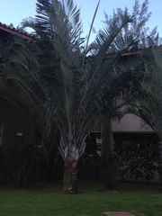 Dypsis decaryi