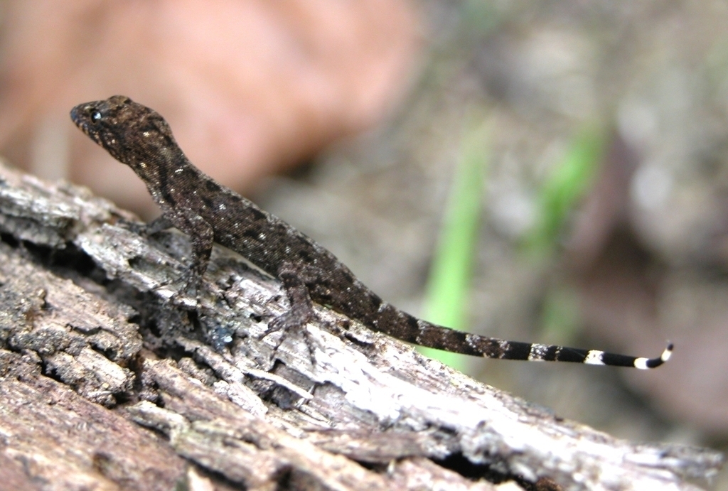 Annulated Gecko