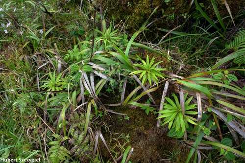 Trematolobelia macrostachys