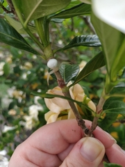Thomisidae