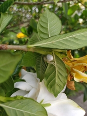 Thomisidae