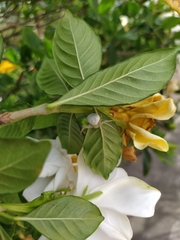 Thomisidae