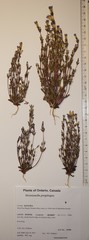 Gentianella propinqua