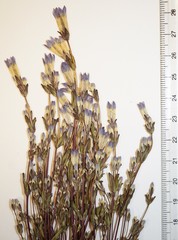 Gentianella propinqua