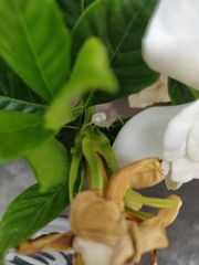 Thomisidae