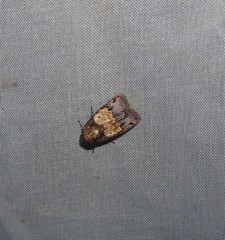Hampsonodes