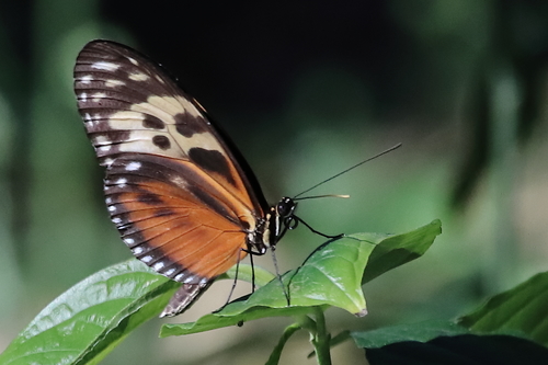 Tiger Longwing