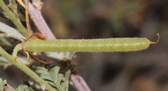 Indigofera heterotricha