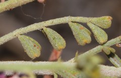 Indigofera heterotricha
