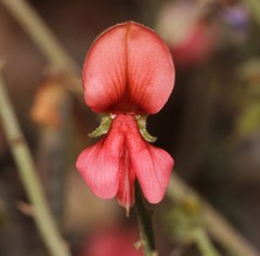 Indigofera heterotricha